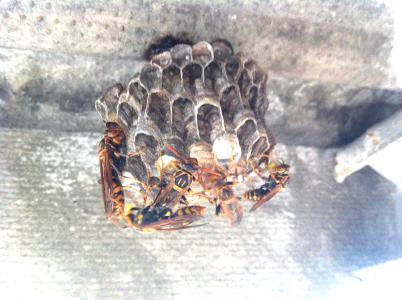 アシナガバチの巣とアシナガバチ