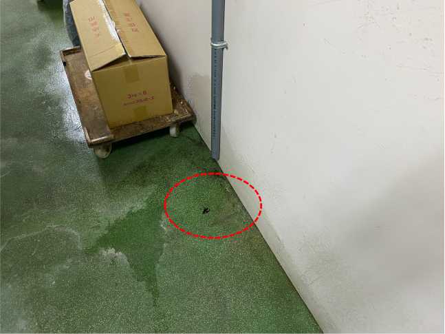 作業場にてクロゴキブリ数匹の駆除を確認しました。