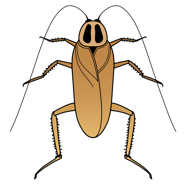 ゴキブリ対策は梅雨の時期こそ重要 季節ごとの生態や活動に応じたゴキブリ駆除 対策をご紹介 神戸 大阪 京都 ゴキブリ ネズミ害虫害獣駆除 太洋化工株式会社