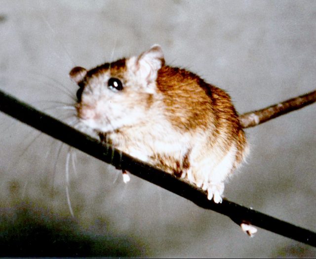 ネズミが発生 侵入しやすい場所と駆除 対策方法についてご紹介 神戸 大阪 京都 ゴキブリ ネズミ害虫害獣駆除 太洋化工株式会社