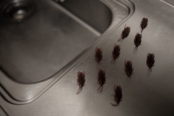 【神戸】ゴキブリ駆除に最適！ゴキブリが発生しやすい時期と季節別の効果的ゴキブリ対策をご紹介！サムネイル