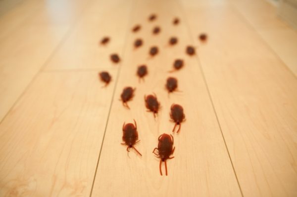 【大阪】ゴキブリ駆除・対策のご相談に対応！ゴキブリが発生する原因と侵入経路・よく出る時期をご紹介サムネイル
