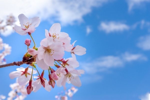 【神戸】ゴキブリ駆除は春の対策こそ効果的です！！季節ごとの生態や活動に応じたゴキブリ駆除・対策をご紹介サムネイル